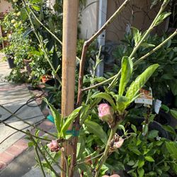 FLOWERING Organic August pride Peach treeTREE - ESTABLISHED & READY FOR SPRING BLOOM