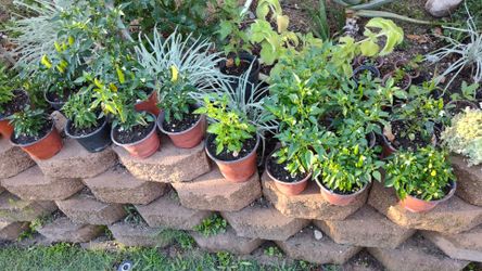 Plantas de chile picante 🌶️ (spicy) de diferentes colores