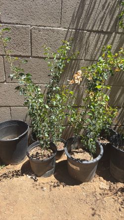 guamuchil trees / madras thorn