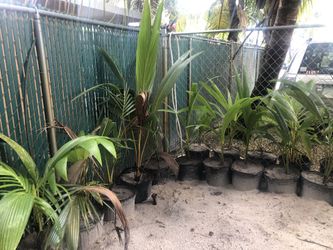 Coconuts trees