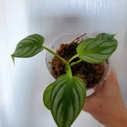 Philodendron Mamei Silver 