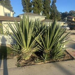 Agave plants