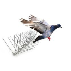 
Bird-X

50 ft. Stainless Steel Bird Spikes Pigeons 