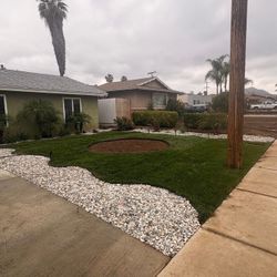 Sod Grass
