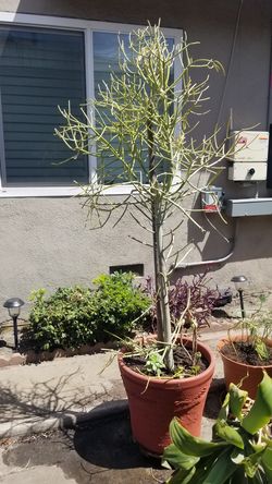 Exotic XXL Fire Stick Succulent with Burros Tail and Painted Lady