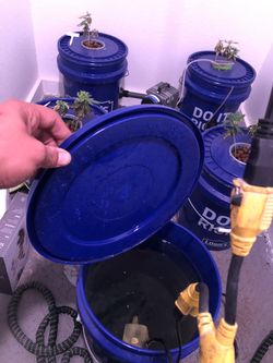 Hydroponics Setup