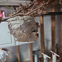 Wasp Nest 