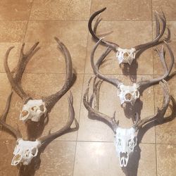 Deer Head Mount