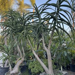 Tree Aloe Vera 