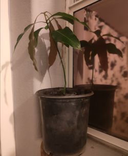 Mango Manilla plant