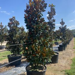 Dead Tree Replacement/ New Trees