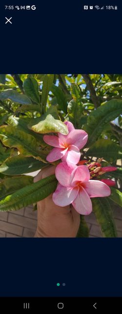 Pink Plumeria Cuttings