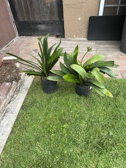 PLANTS FOR 5 Bucks Each