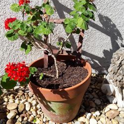 Blooming Huge Pots With Beautiful Flowers In Weeki Wachee Spring Hill