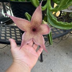 Stapelia Gigantea