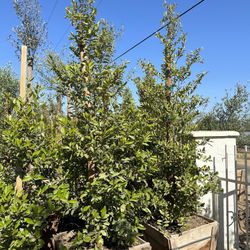 Carolina cherry laurel, English laurel for  hedge and privacy 24” Box