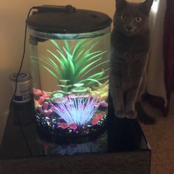 3 gallon Fish Tank-brand new Tank, Used Motor