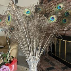 peacock feathers