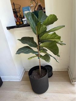 🌿 Fiddle Leaf Fig
