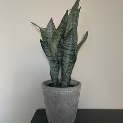 Fake Plant 