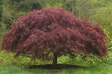 Japanese maple