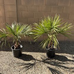 Ribbon Palms (Livistona Decipiens) $55 - $65