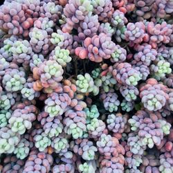 Gorgeous Hard To Find Succulent!