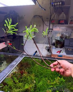 Rare And Common Aquarium And Terrarium Plants Available