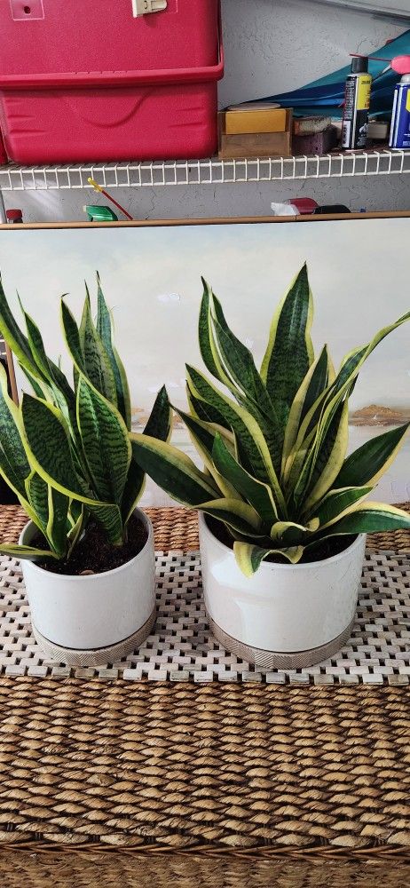 Yellow Edge Sanseveria 💛 Plants In Ceramic Pots.  $35 Each