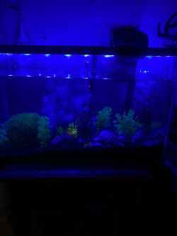 20 Gallon Fish Tank