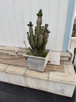 Agave style cactus 🌵