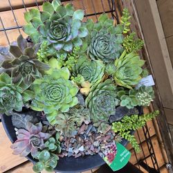 Sempervivum Mix Bowl