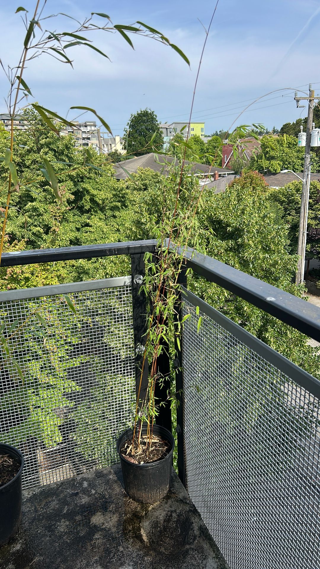 Bamboo