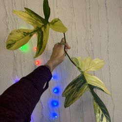 florida beauty cutting