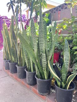 Snake Plants 