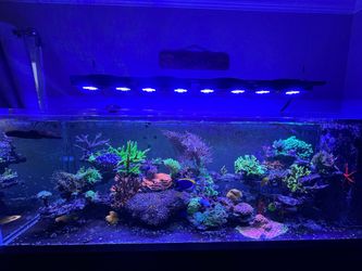 Ecotech marine saltwater aquarium heaters pumps