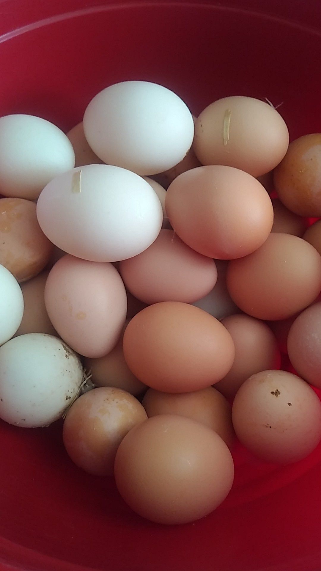 Duck and chicken eggs organics