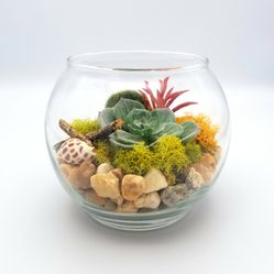  Plant Succulent Arragements