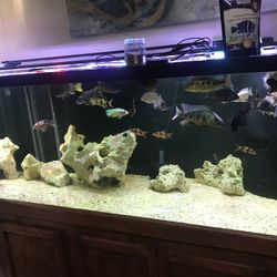 220 Gallon Fish Tank