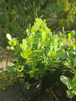 Clusia Hedges 2.5-4ft🌱$13