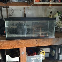 fish tank 