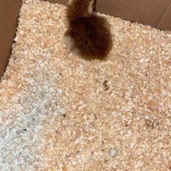 “Stuffed Animals” Quail And 3ggs 