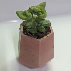 Small And Medium Handmade Succulent Pots