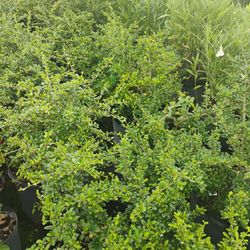 Serrisa Hedges Huge Sale Now $6
