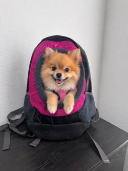 PET BACK PACK