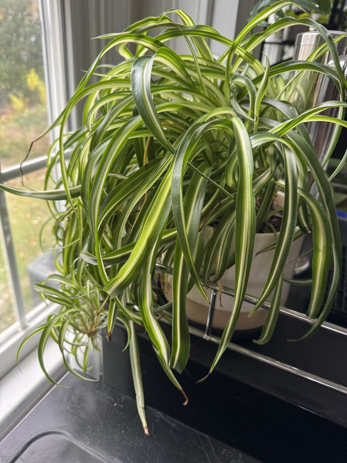 Curly Spider Plant & Ceramic Pot
