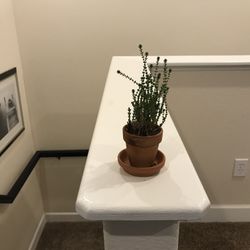 Succulent In Clay Pot