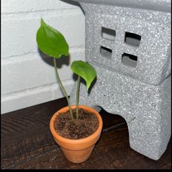 (3) Bundle Plants for Teresa (VA)