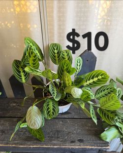 Lemon lime maranta plant