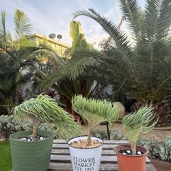 Mermaid Tails (crested) Succulent 